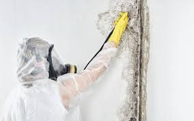 Best Mold Prevention Services in Hampton Manor, NY